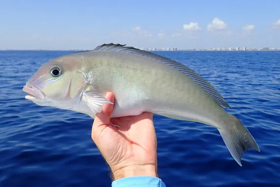 Blueline Tilefish
