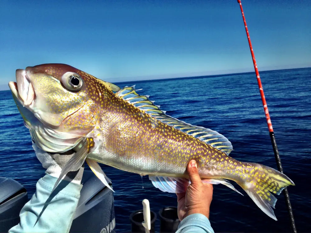 Golden Tilefish