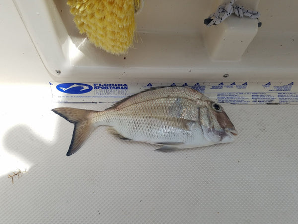 Whole Fish Jolthead Porgy