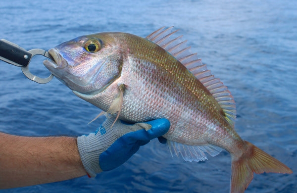 Whole Fish Red Porgy
