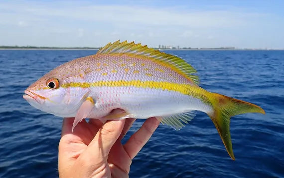 Yellowtail Snapper