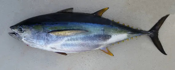 Gulf Yellowfin Tuna