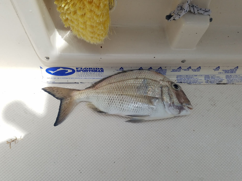 Whole Fish Jolthead Porgy