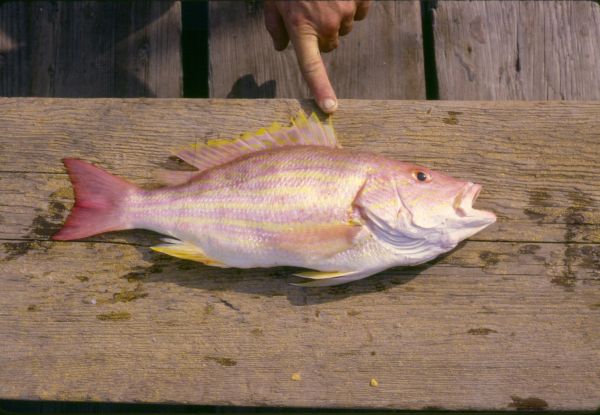 Whole Fish Lane Snapper