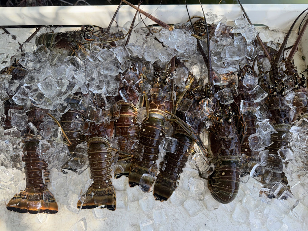Florida Lobster Tails (2-Tail Pack)