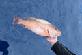 Whole Fish Mangrove Snapper