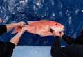 Whole Fish Red Snapper