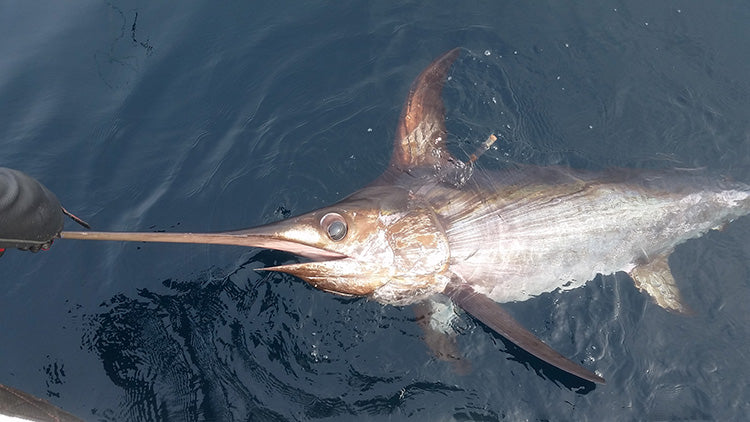 Swordfish
