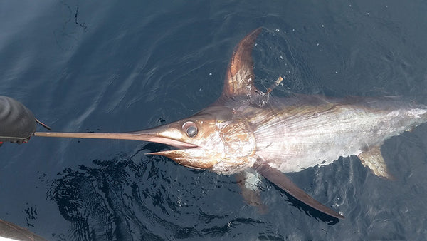 Swordfish
