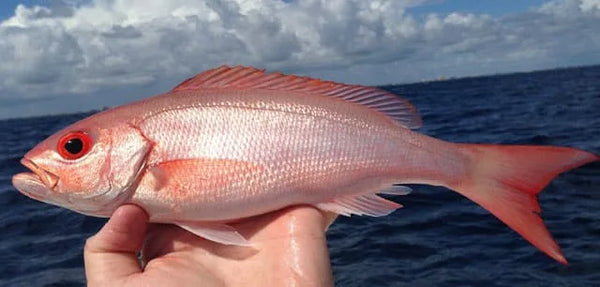 Vermillion Snapper