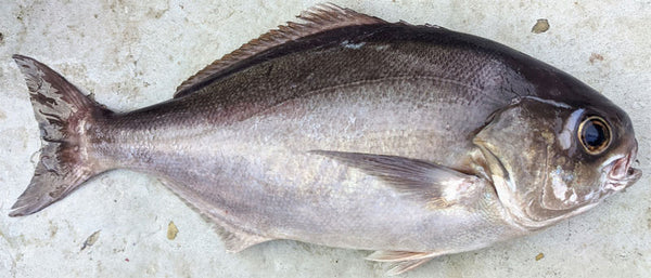 Barrelfish