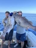 Snowy Grouper