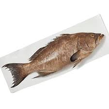 Scamp Grouper